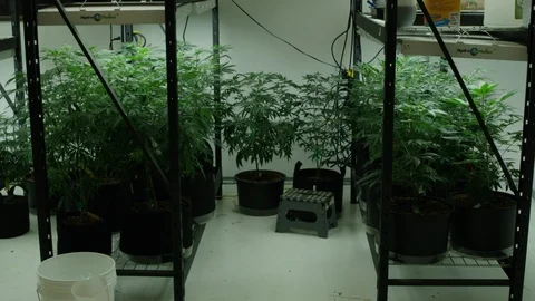 Small Marijuana Plants Under Lights Indoor Grow House 3 Stock Footage 90800424