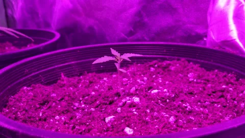 Small marijuana seedling under LED grow Lights Stock-Footage 255681730