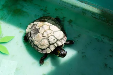 Small marine turtle Stock Photos