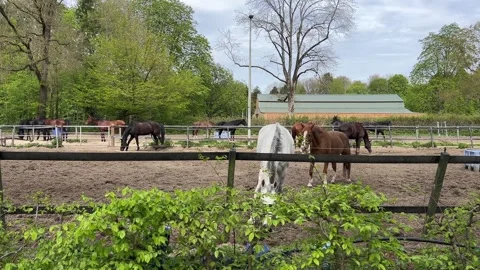 Small Marker in Amsterdam Forest with Horses and Dogs in Peaceful Woodland Setti 스톡 동영상 334137680