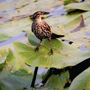 Small marsh bird walking on aquatic lily pad vegetation over calm water surface Stock Photos