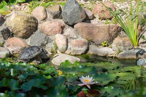 A small marsh turtle basks in the sun sitting on a rock. Artificial pond in t Stock Photos