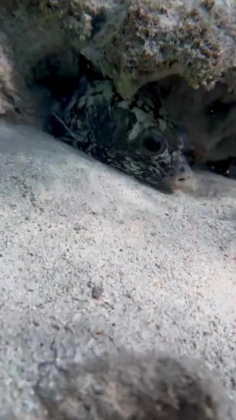 Small Masked Pufferfish Camouflaged Under Coral Видео 345146892