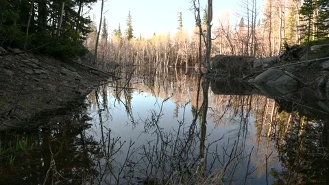 Small Meadow beautiful tree reflections Stock Footage 155470743