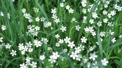 Small meadow flowers Stock Footage 130597147