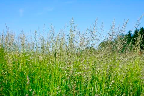 Small meadow grass, in the background Stock Photos