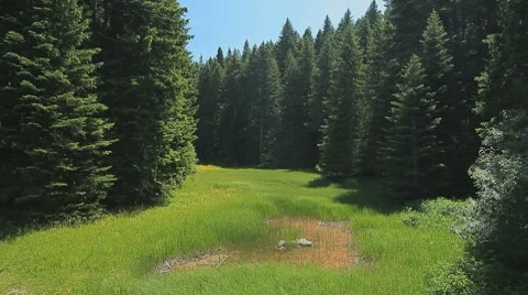 A small meadow with tall grass surrounded by pines Stock Footage 8555617
