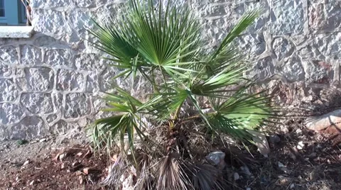 Small Mediterranean palm Stock Footage 32754600