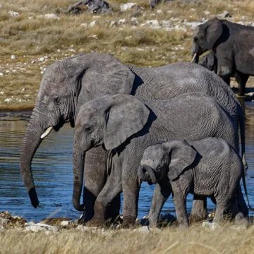 Small, medium or large elephants Stock-Fotos