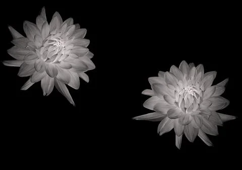 Small medium-sized open flower buds lying on the surface of a black canvas, Stock-Illustration