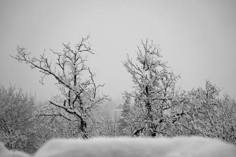 Small to medium trees coated in snow and ice. Stock Photos