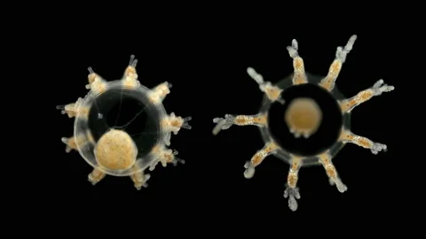 Small Medusa under a microscope, class Hydrozoa, type Cnidaria, Family Stock Footage 122738735
