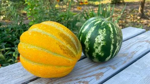 Small melon and watermelon lying on wooden surface, home garden vegetable g.. Stock Photos