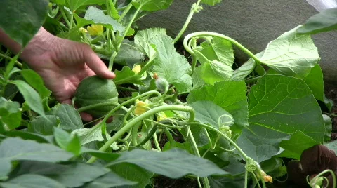 Small melon on a plant 스톡 동영상 546736