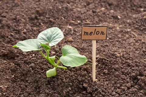 A small melon sapling grows in dark, fertile soil. Next to it is a wooden s.. Stock Photos