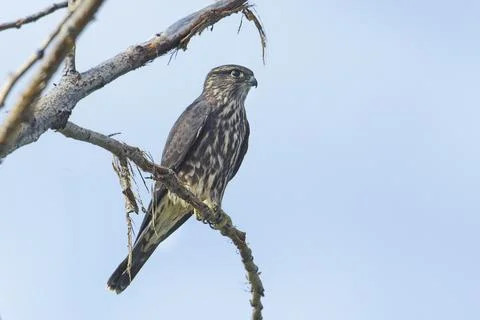 Small Merlin perched on a branch. Stock Photos