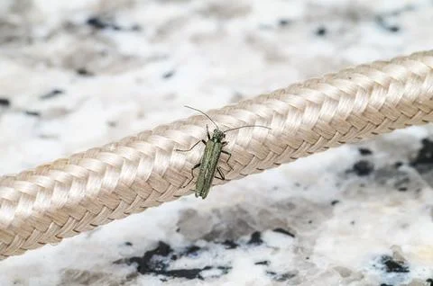 Small metallic green beetle on a thick beige braided rope with a blurred back Stock Photos