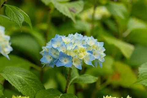 A small metamorphosis of the hydrangea blossom Stock Photos