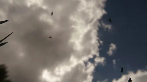 Small Midge Flying on Sky Background View From Below Stock Footage 76457863