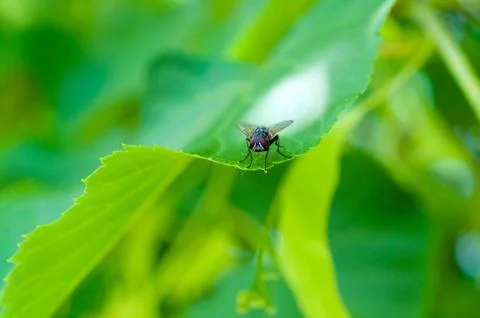 Small midge Stock Photos