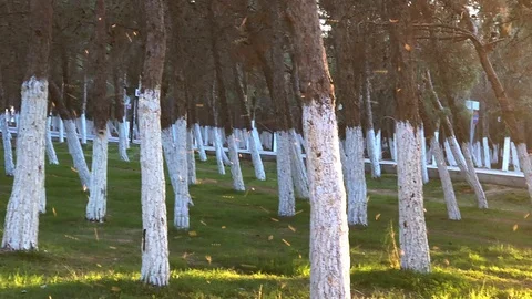 Small midges fly in the park. Stock Footage 105875897