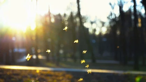 Small midges fly in the park in the rays of the setting sun, Swarm of gnats Stock Footage 88881896