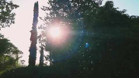 Small midges fly in the rays of sunlight. Insects in the rays of the setting sun Video stock 258292558