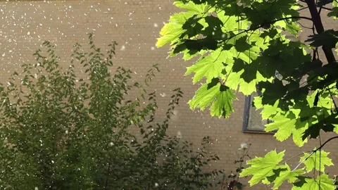 Small midges fly in a swarm in the sun. Stock Footage 219752288