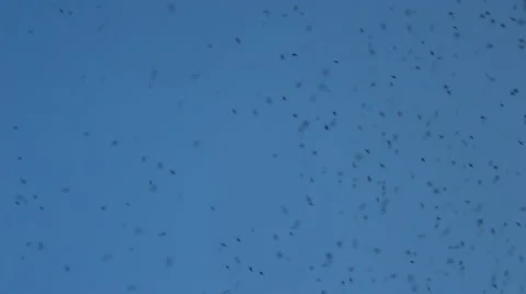 Small midges in the sky Vídeos de archivo 52513221