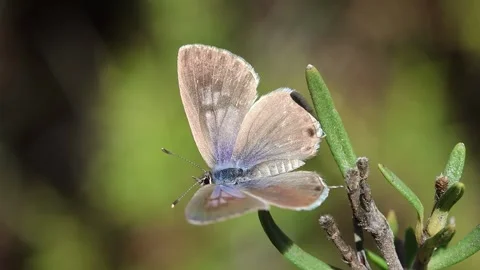 Small migratory butterfly Leptotes pirithous flies from rosemary leaf Stock Footage 290794436