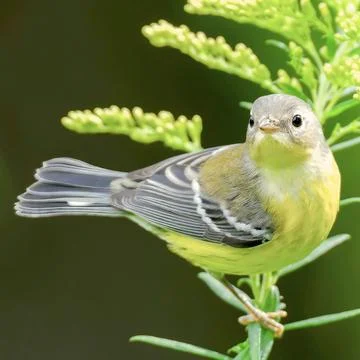 Small migratory warbler bird perched on outdoor plant branch in soft daylight Stock Photos