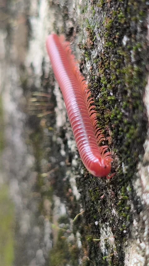 Small Millipede on House Wall Vídeos de archivo 333939537