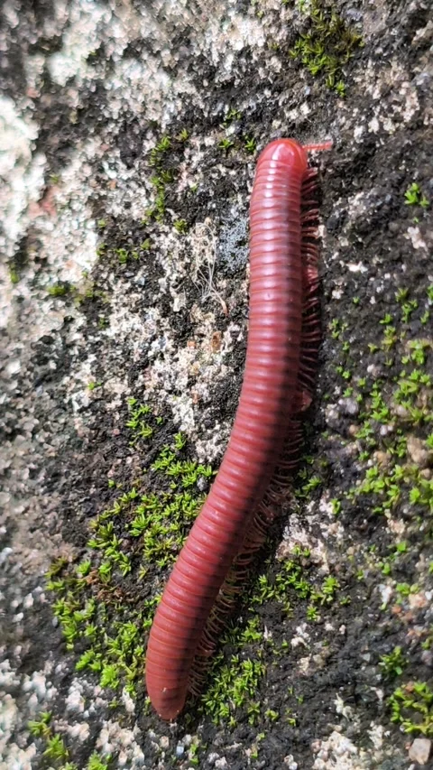 Small Millipede on House Wall Vídeos de archivo 333939546