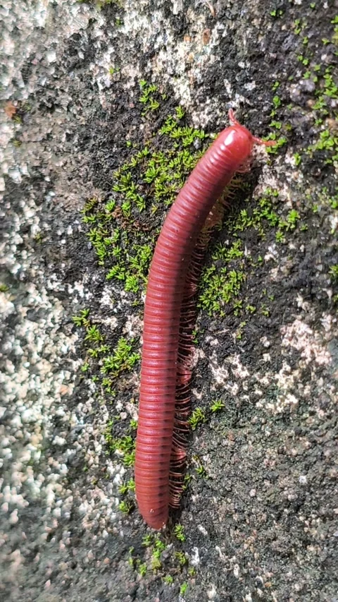 Small Millipede on House Wall Vídeos de archivo 333939548