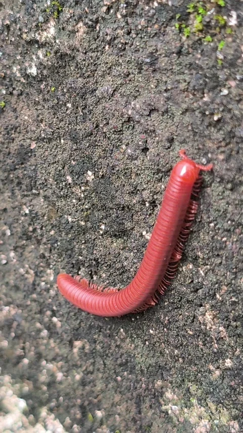 Small Millipede on House Wall Vídeos de archivo 333939550