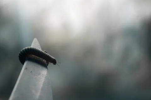 Small millipede on the knife. Stock Photos