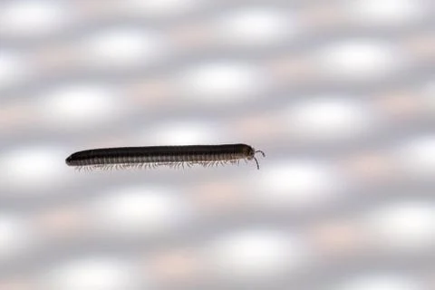 An small Millipede Stock Photos