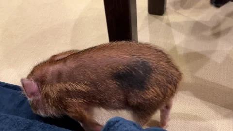 Small mini pig in a pig cafe in Kyoto Japan Stock Footage 251783342