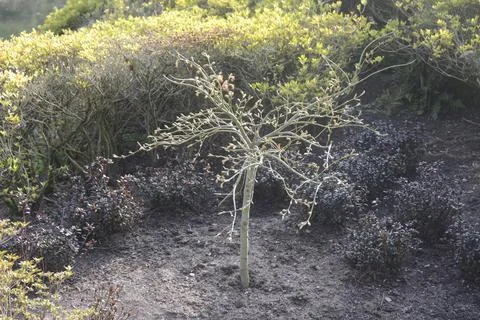 A small miniature tree with branches Stock Photos