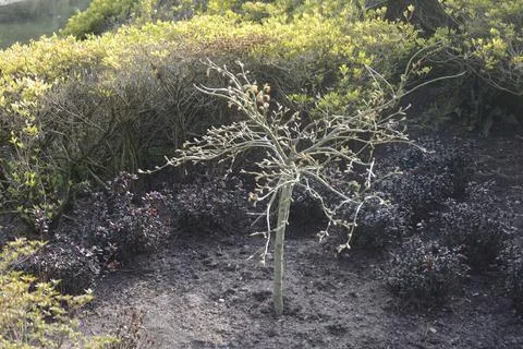 A small miniature tree with branches Stock Photos