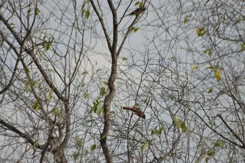 Small Minivet Bird Among Leafless Tree Twigs Stock Photos