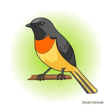 Small minivet bird educational game vector Stock Illustration
