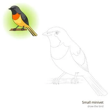 Small minivet bird learn to draw vector Stock Illustration