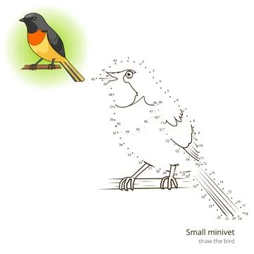 Small minivet bird learn to draw vector Stock Illustration