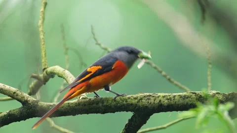 Small Minivet Bird Perching on Tree Branch with Insect in Beak Stock Footage 331118134
