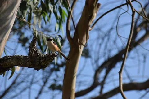 Small Minivet Bird Stock Photos