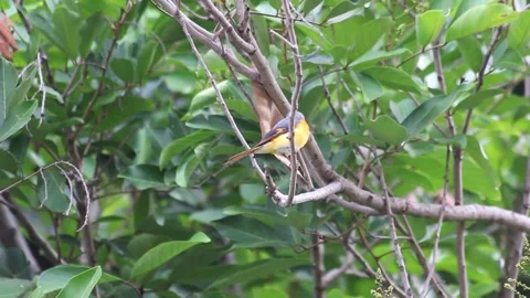 Small Minivet Perched on Tree Trunk Amid Green Foliage in Natural Habitat Stock Footage 299752542