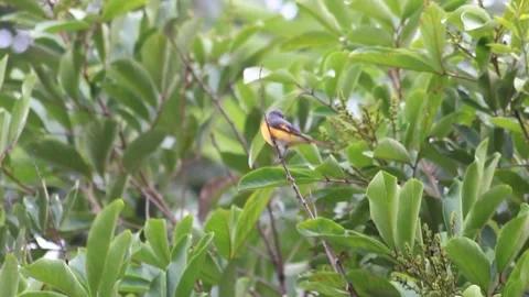 Small Minivet Perched on Tree Trunk Amid Green Foliage in Natural Habitat Stock Footage 301023357