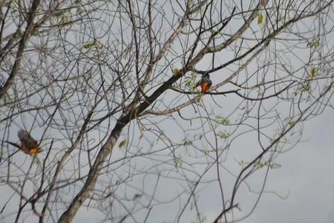 Small Minivet Taking Flight from a Tree Branch Stock Photos