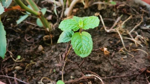 Small mint herb closeup shot, mint harvesting ,home gardening concept. Stock Footage 341346831